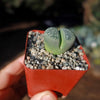 Lithops olivacea