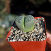 Lithops olivacea