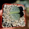 Lithops olivacea