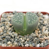 Lithops olivacea