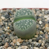 Lithops olivacea