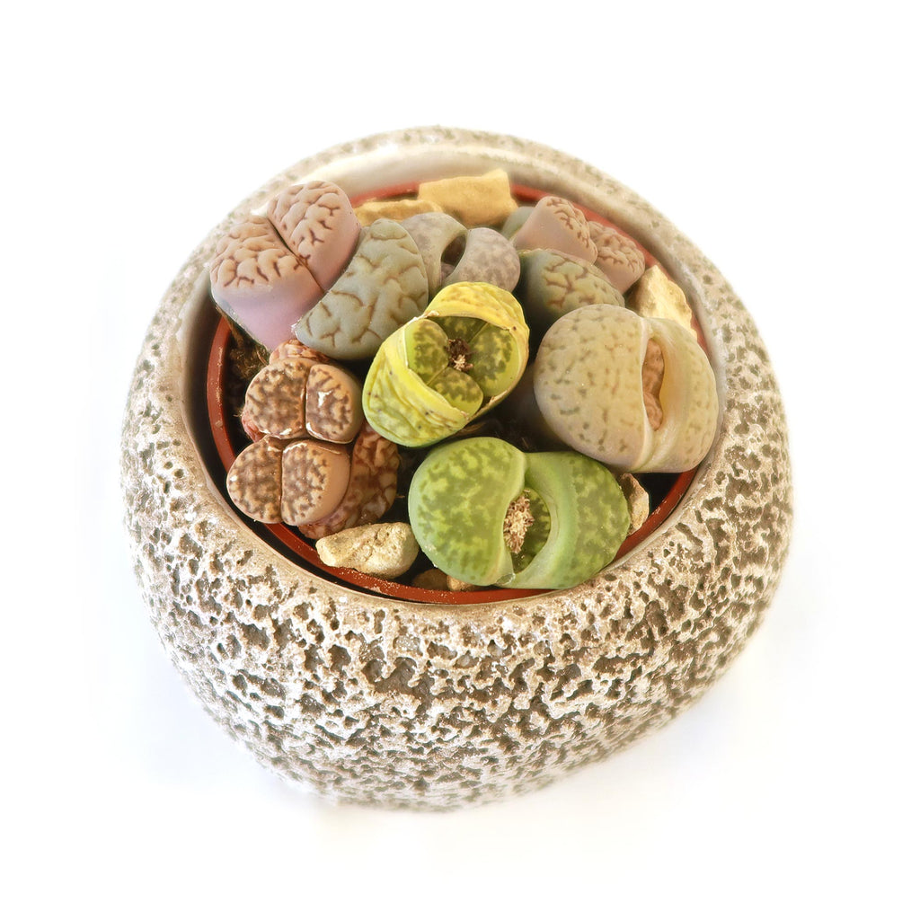 Lithops Arrangement with Tan & Brown Rock Pot