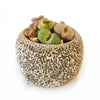 Lithops Arrangement with Tan & Brown Rock Pot