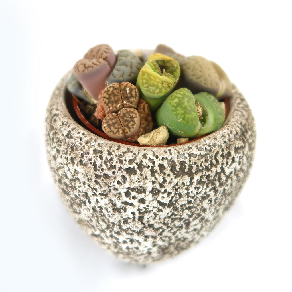 Lithops Arrangement with Tan & Brown Rock Pot