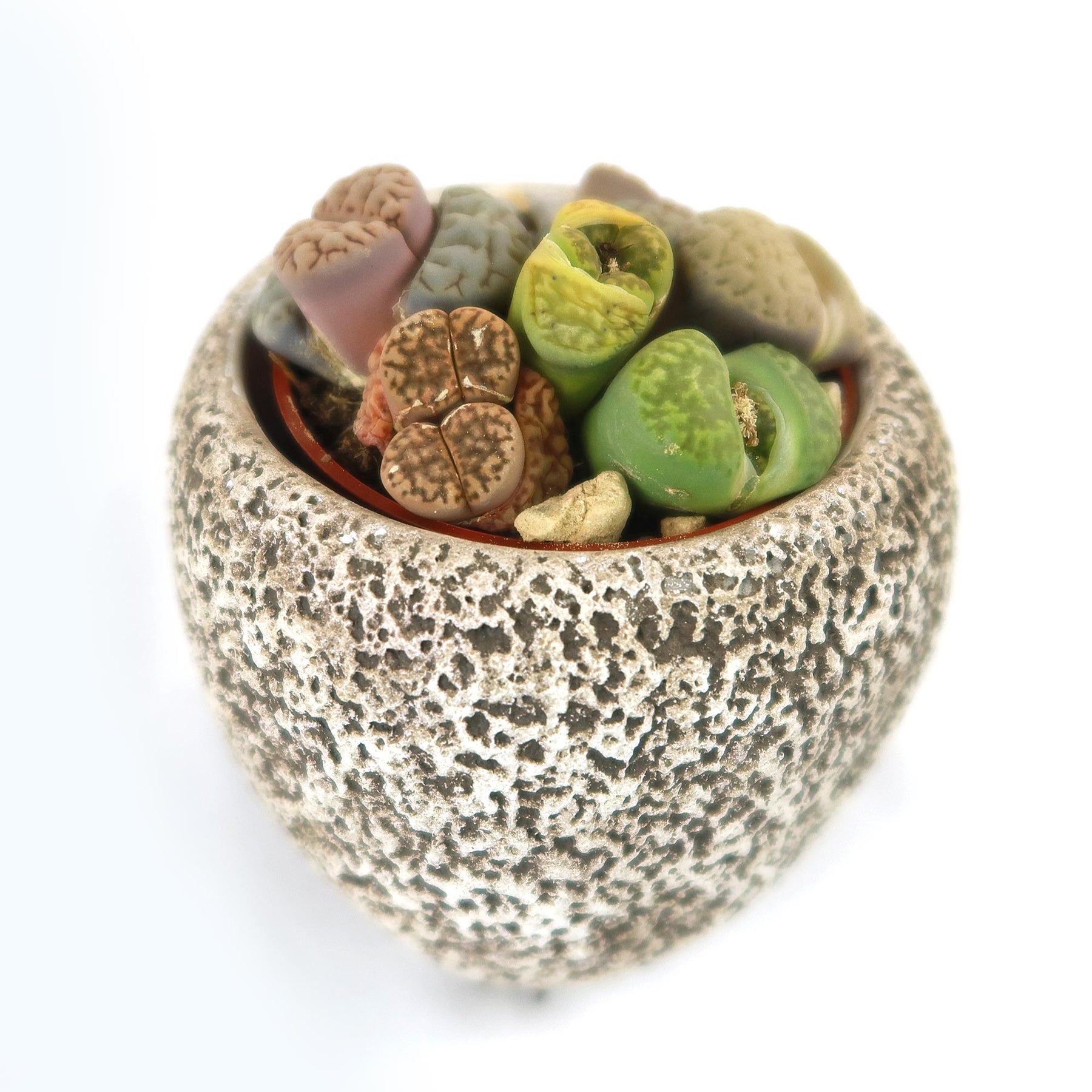 Big Rocks Pot Buy ‘Lithops Arrangement with Tan Rock Pot’ For Sale | Planet Desert