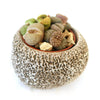 Lithops Arrangement with Tan & Brown Rock Pot