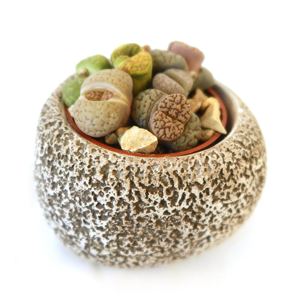 Lithops Arrangement with Tan & Brown Rock Pot