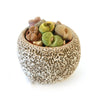 Lithops Arrangement with Tan & Brown Rock Pot