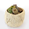Several stone-like Lithops succulents in green, gray, and brown arranged in a textured tan pot with desert accents on a white background.