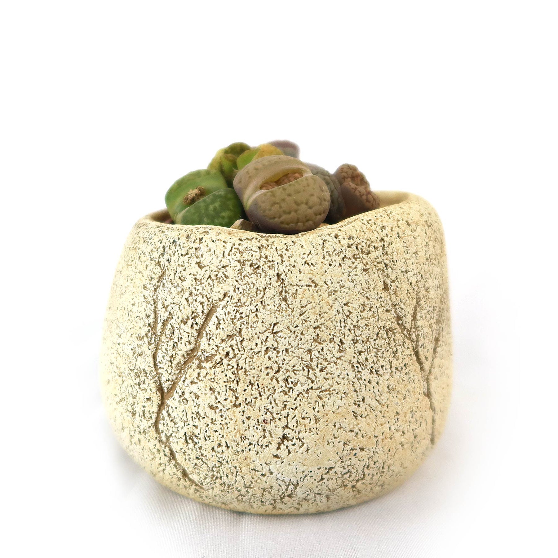 Big Rocks Pot Buy ‘Lithops Arrangement with Tan Rock Pot’ For Sale | Planet Desert
