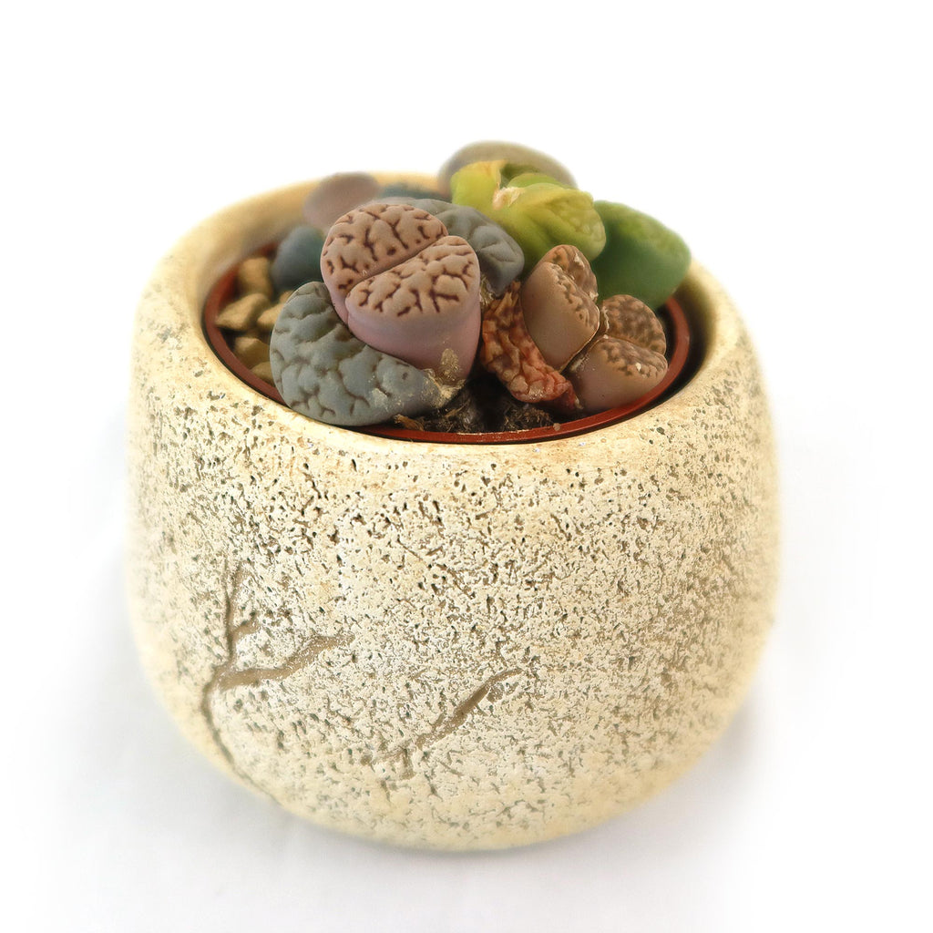 patrol_placeholder_a6ead9acc5af34cb22c78a05ed144ef7