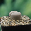 Living Stones ‘Lithops julii’