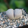 Living Stones ‘Lithops julii’