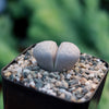 Living Stones ‘Lithops julii’