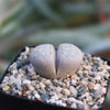 Living Stones ‘Lithops julii’