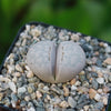 Living Stones ‘Lithops julii’