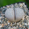 Living Stones ‘Lithops julii’