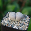 Living Stones ‘Lithops julii’