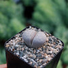 Living Stones ‘Lithops julii’