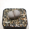 Living Stones ‘Lithops julii’