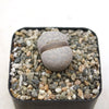 Living Stones ‘Lithops julii’