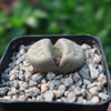 Lithops schwantesii v. urikosensis