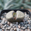 Lithops schwantesii v. urikosensis