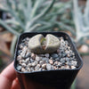 Lithops schwantesii v. urikosensis