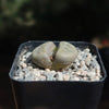 Lithops schwantesii v. urikosensis