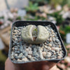 Lithops schwantesii v. urikosensis