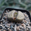 Lithops schwantesii v. urikosensis