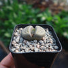 Lithops schwantesii v. urikosensis