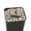 Lithops schwantesii v. urikosensis