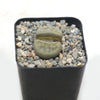 Lithops schwantesii v. urikosensis