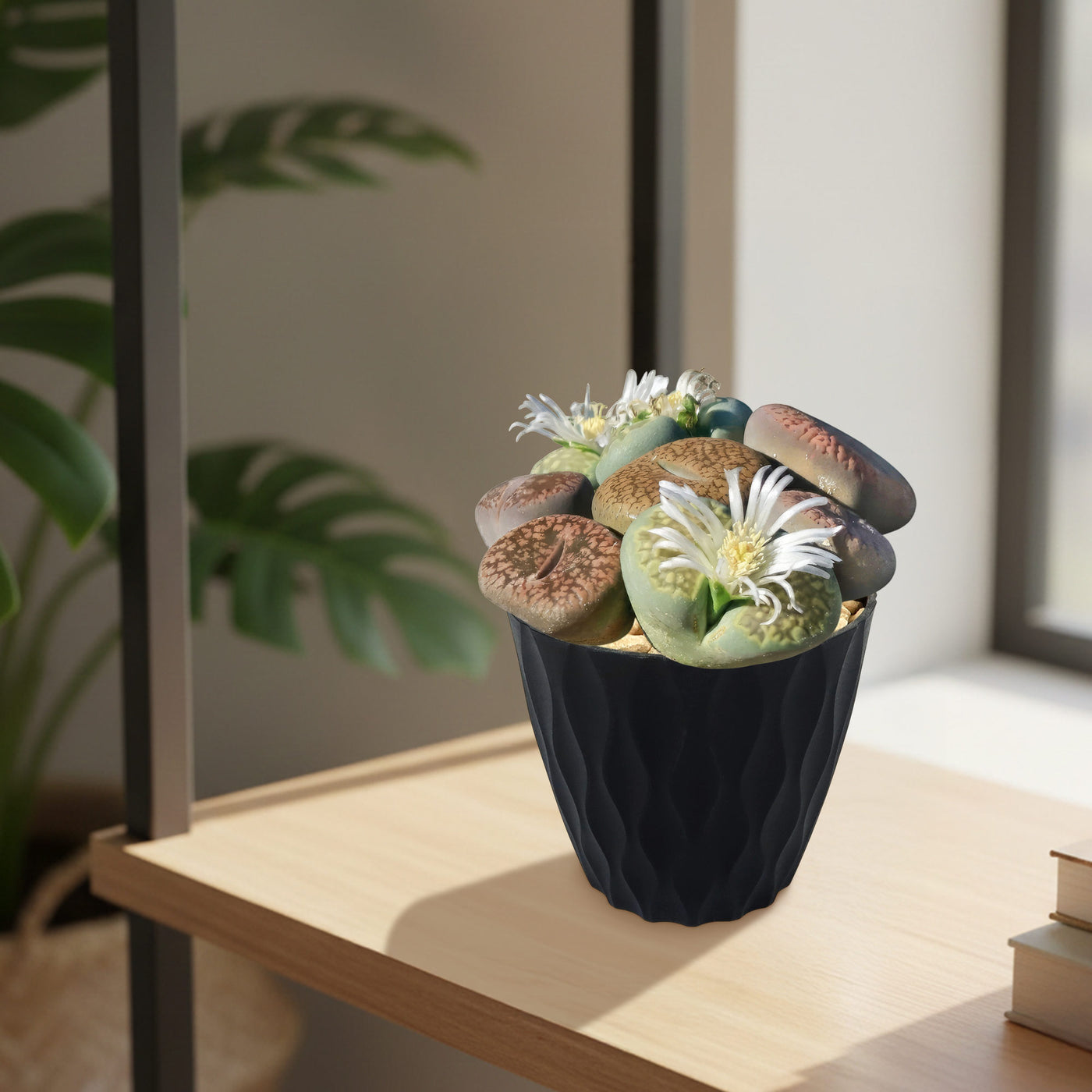 Buy 'Living Stones Garden - Assortment of Lithops Plants' - Planet Desert