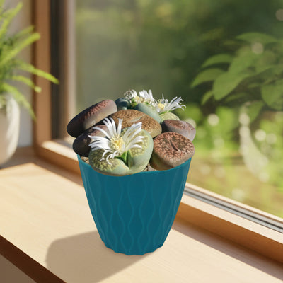 living stone succulent for sale Buy 'Living Stones Garden - Assortment of Lithops Plants'