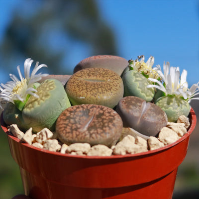 Living Stones Garden - Assortment of Lithops Plants