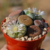 Living Stones Garden - Assortment of Lithops Plants