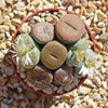 Living Stones Garden - Assortment of Lithops Plants