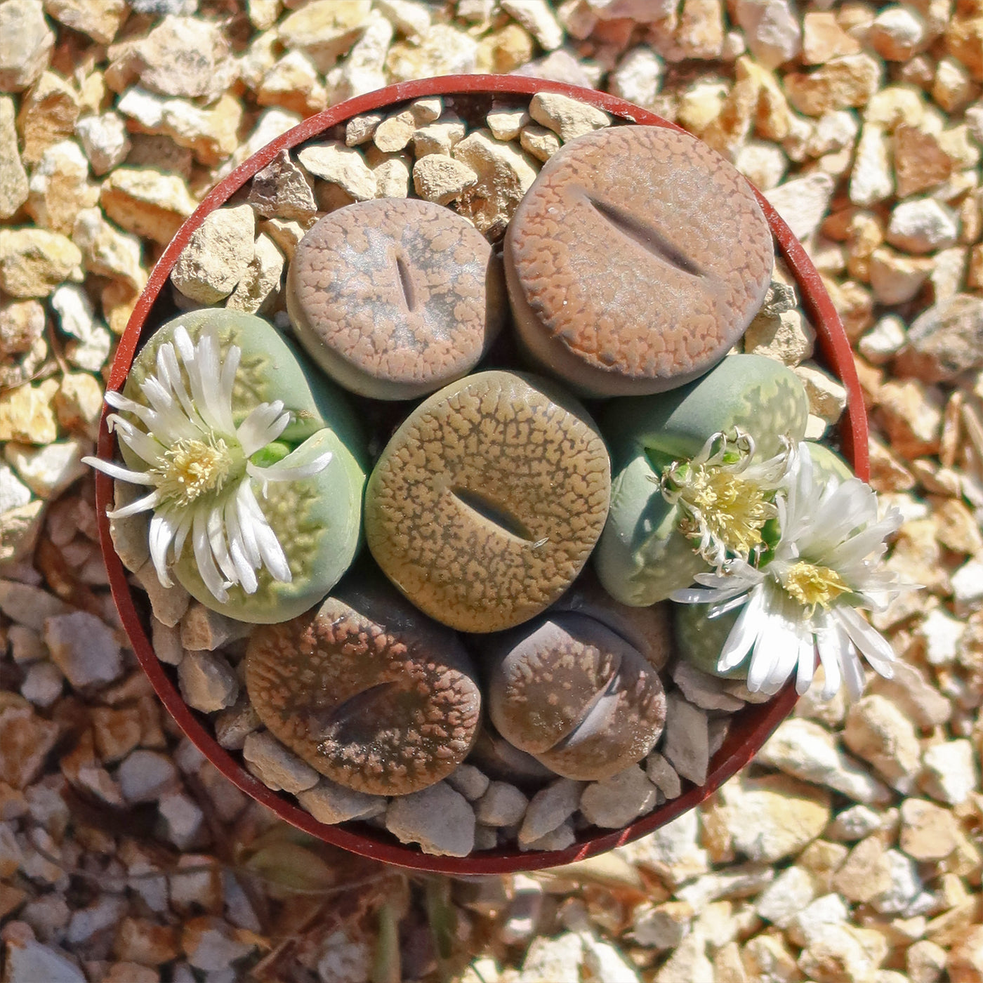Buy 'Living Stones Garden - Assortment of Lithops Plants' - Planet Desert