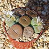 Living Stones Garden - Assortment of Lithops Plants