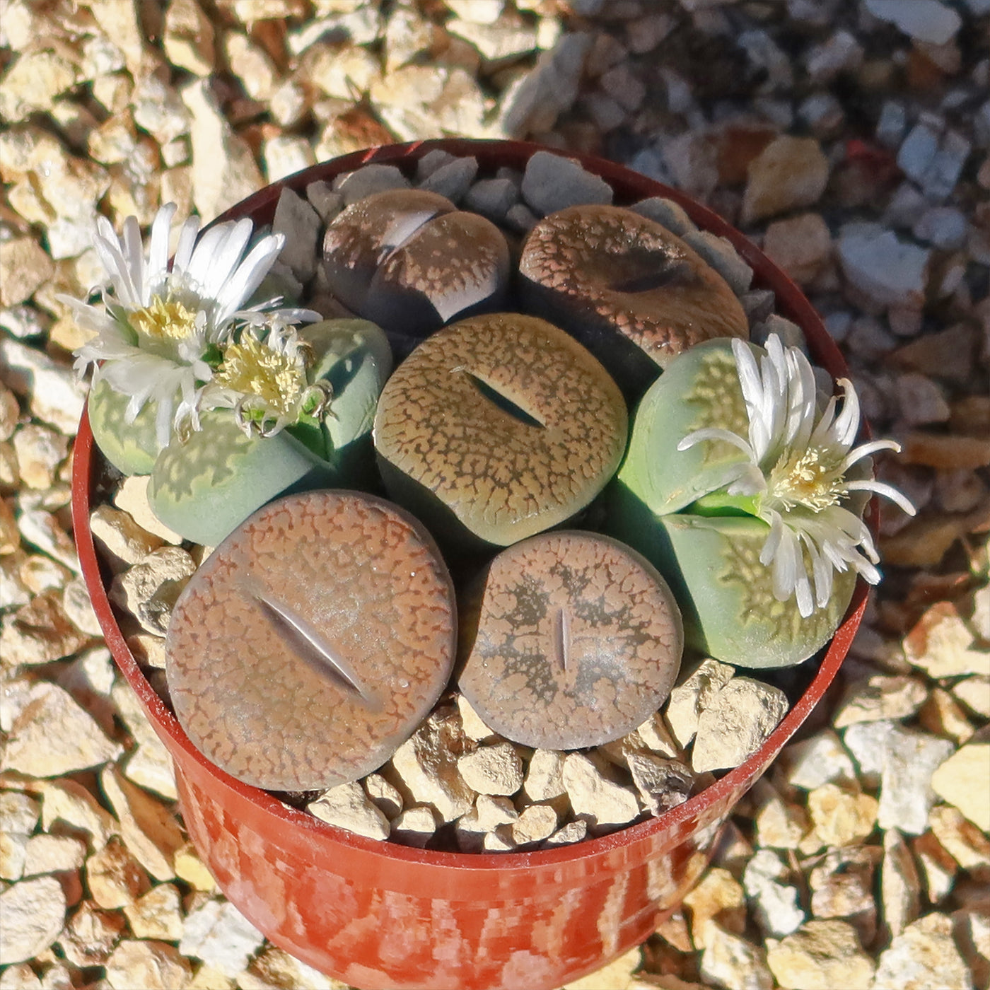 lithops succulent Living Stones Garden