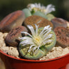 Living Stones Garden - Assortment of Lithops Plants