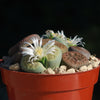 Living Stones Garden - Assortment of Lithops Plants