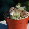 Living Stones Garden - Assortment of Lithops Plants