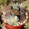 Living Stones Garden - Assortment of Lithops Plants