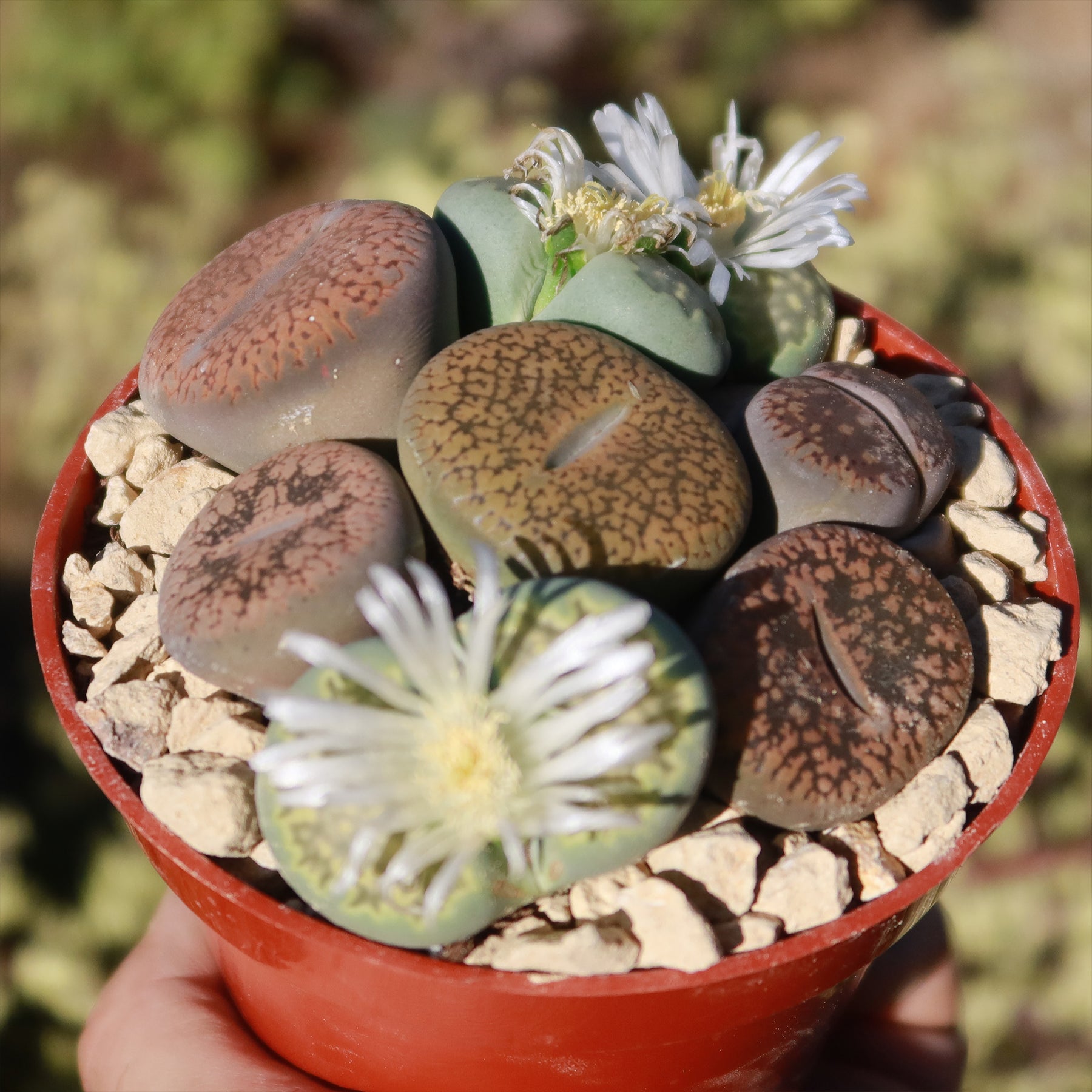 Buy 'Living Stones Garden - Assortment of Lithops Plants' - Planet Desert