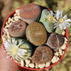 Living Stones Garden - Assortment of Lithops Plants