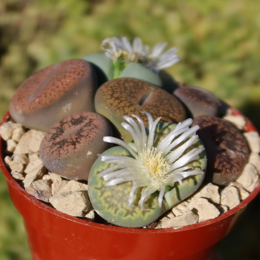 Living Stones Garden - Assortment of Lithops Plants
