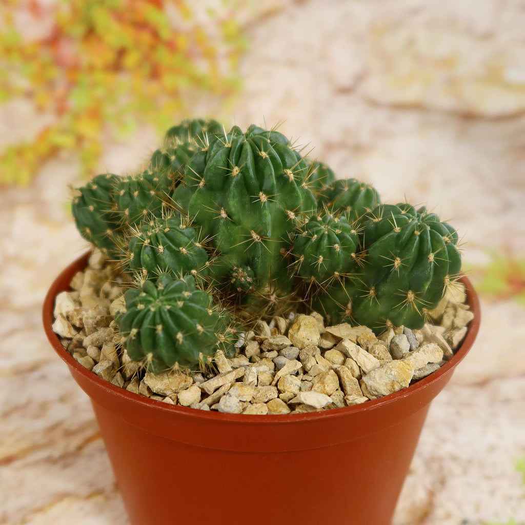 Lobivia Echinopsis maximiliana charazanensis